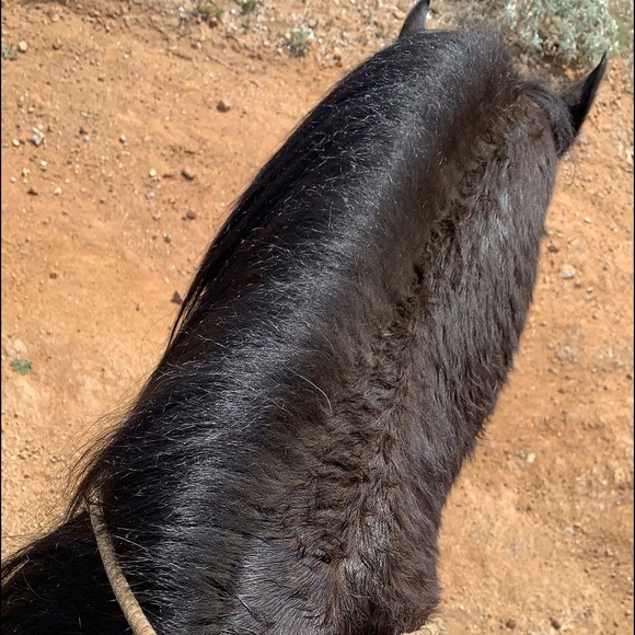 Meet your Posher, Isis - Picture 1 of 1